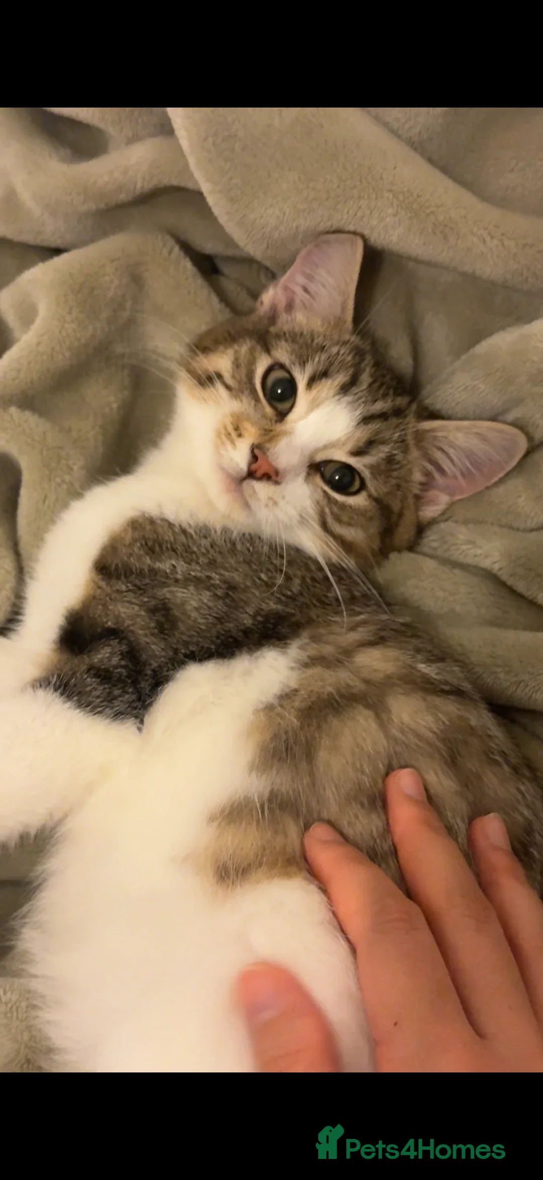 Mixed Breed cats for sale: Cute Tabby and White Boy  - Advert 1