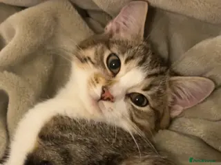 Mixed Breed cats Cute Tabby and White Boy - Advert 1