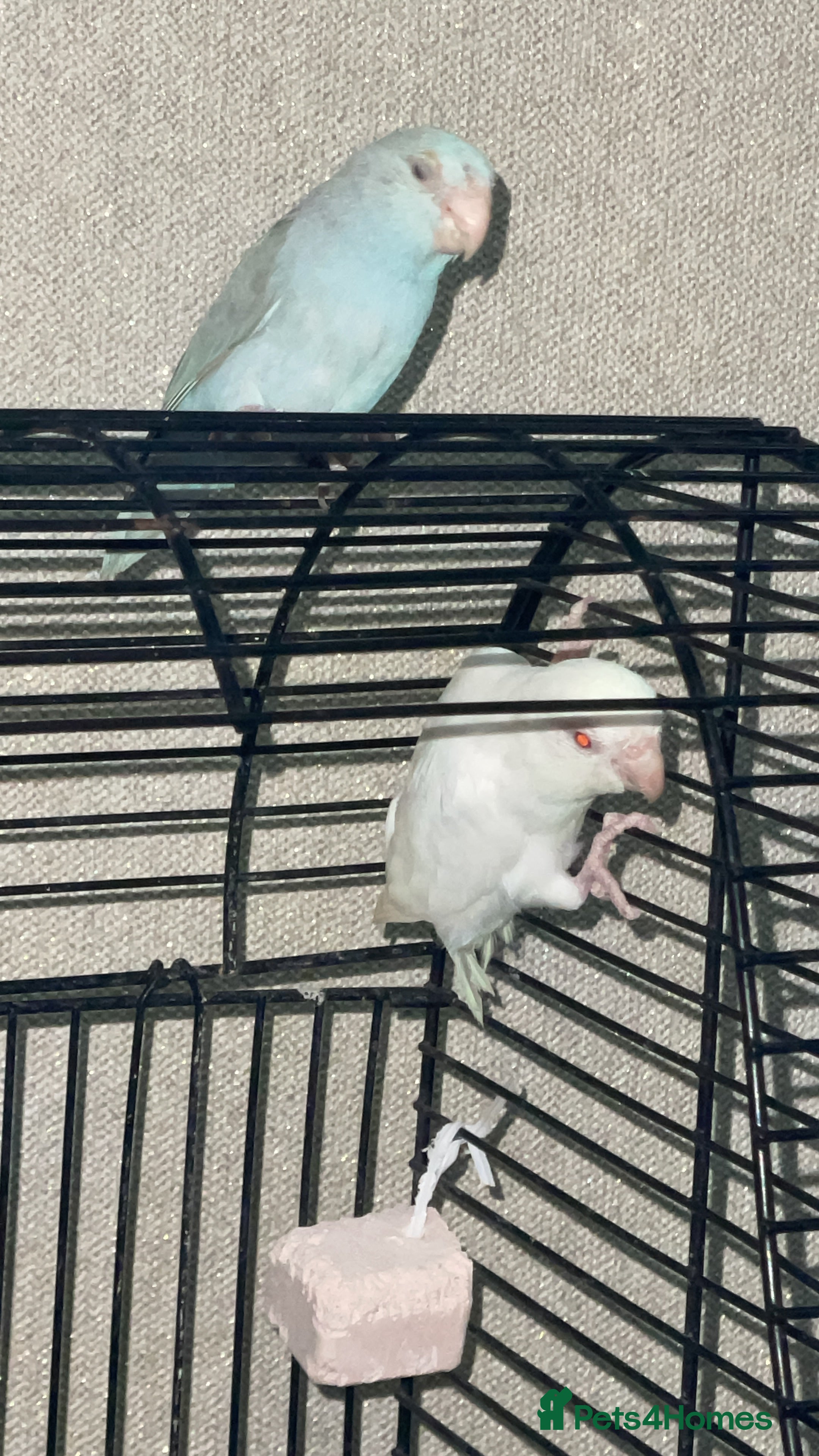 Mixed Breed birds Beautiful parrotlets  - Advert 5