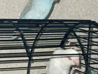 Mixed Breed birds Beautiful parrotlets - Advert 5