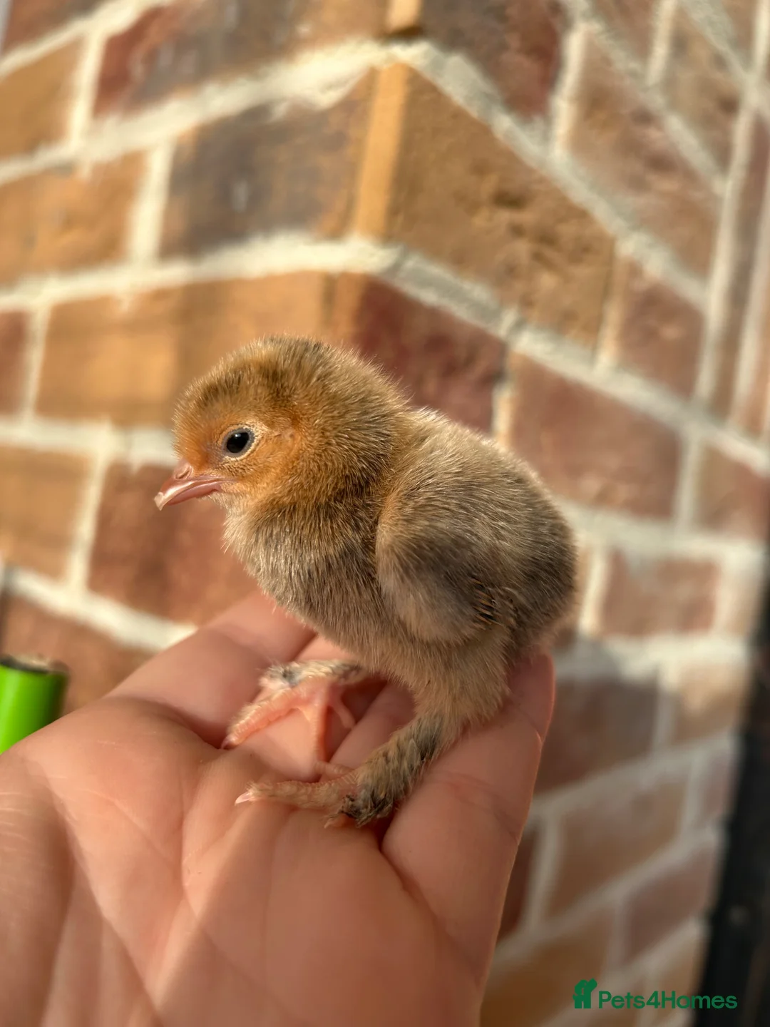 Chickens poultry for sale: Sablepoot chicks available - Advert 2