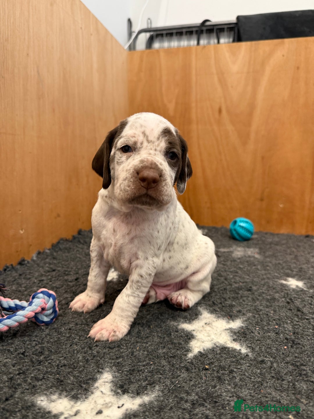 Pointer dogs for sale: French Pointer - Braque du Bourbonnais 🇫🇷  - Image 8