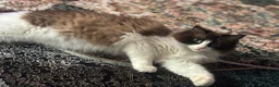 Ragdoll cats for sale:  Tica registered full pedigree ragdolls - Advert 32