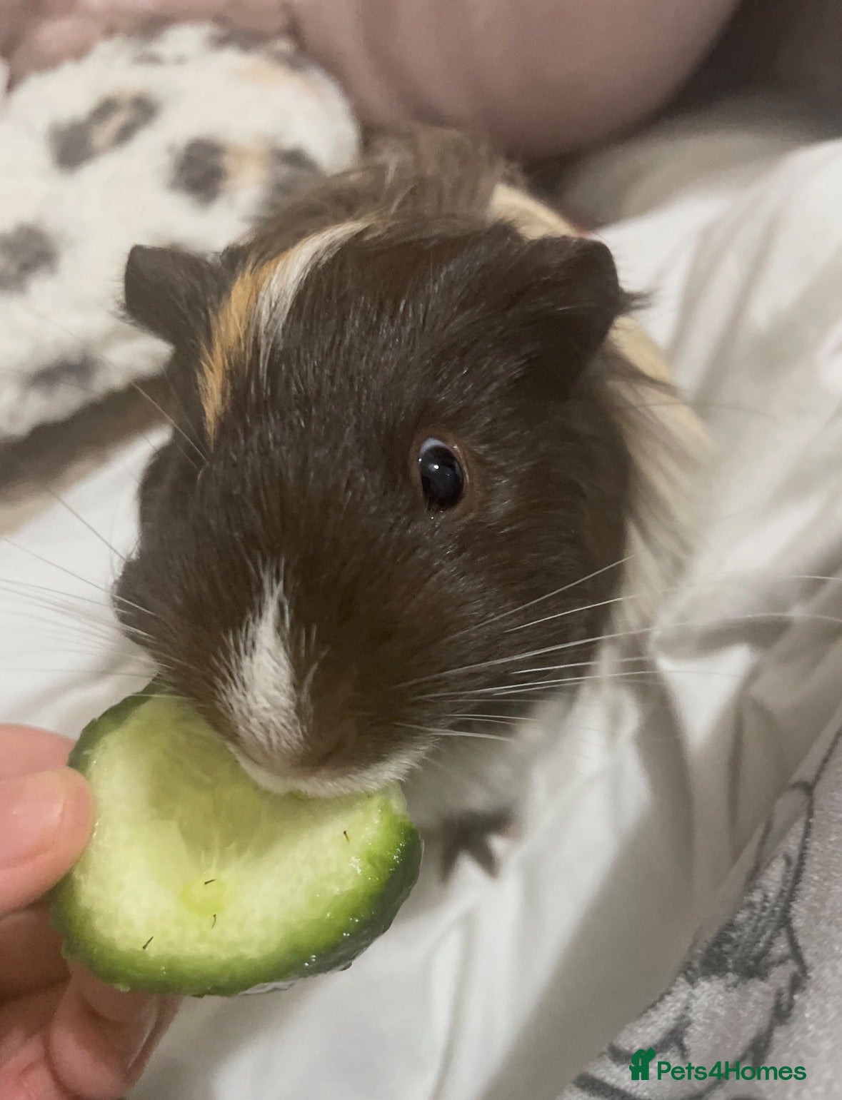 Guinea Pig rodents Pair of guinea pigs FREE - Advert 1