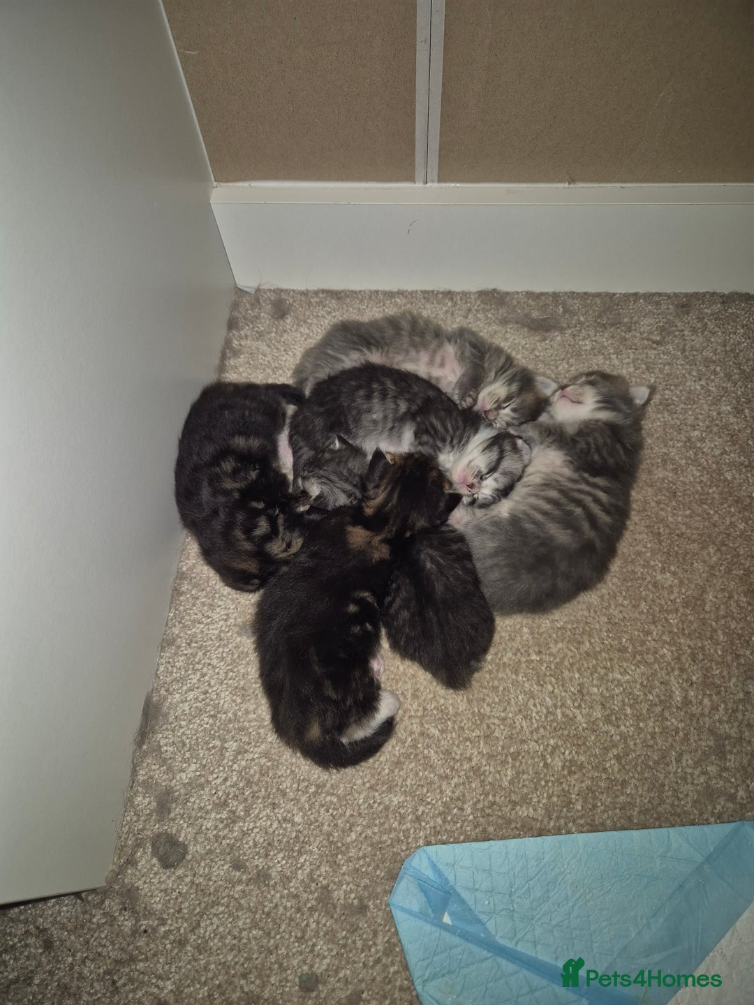 Maine Coon cats for sale: Gorgeous Maine Coons for sale - Image 1
