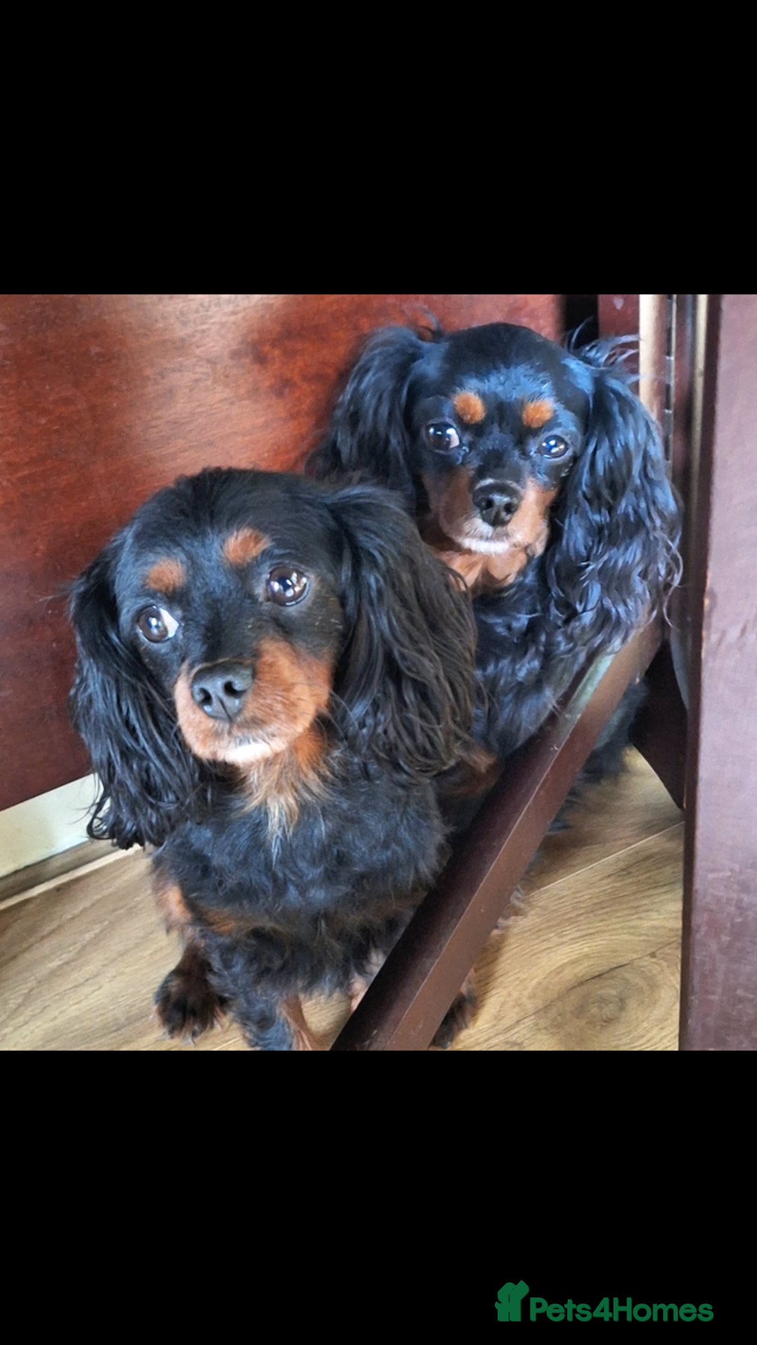 Cavapoo dogs for sale: Phantom Toy cavapoo puppies  - Image 5