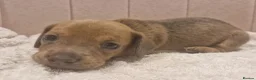 Mixed Breed dogs for sale: Patterjack x daxie 2 boys 2 girls available  - Advert 22