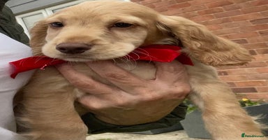 Cocker Spaniel dogs - Advert 2