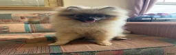 Pomeranian dogs for sale: Kc registered Pom boy  - Advert 2