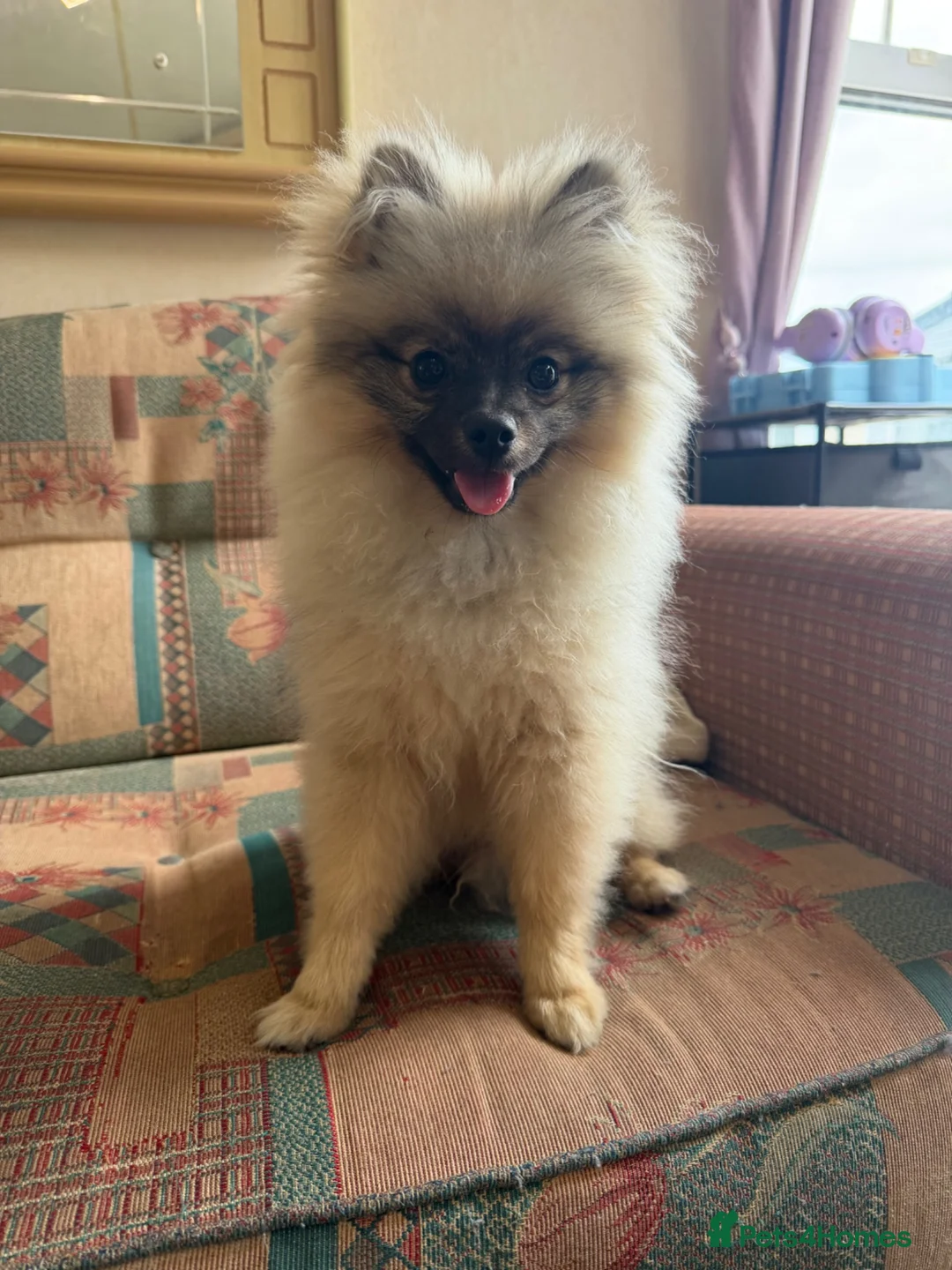 Pomeranian dogs for sale: Kc registered Pom boy  - Advert 2