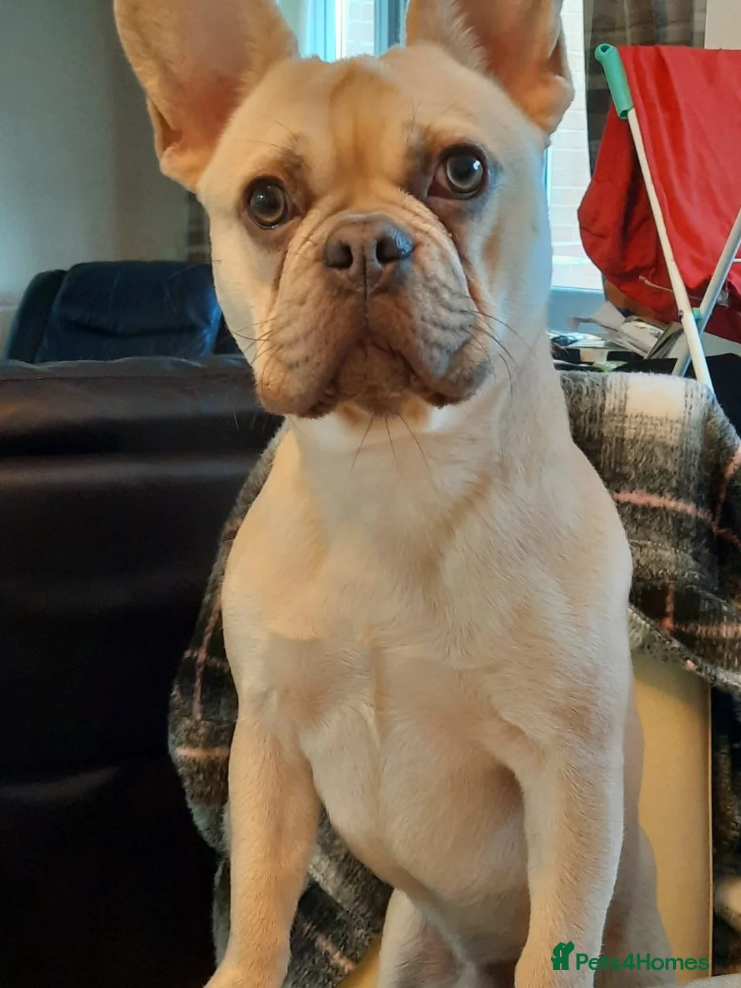 French Bulldog dogs for sale: Frenchie in Staines - Advert 1