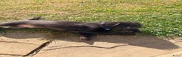 Mixed Breed dogs for sale: Bedlington whippets in Bishop Auckland - Advert 20