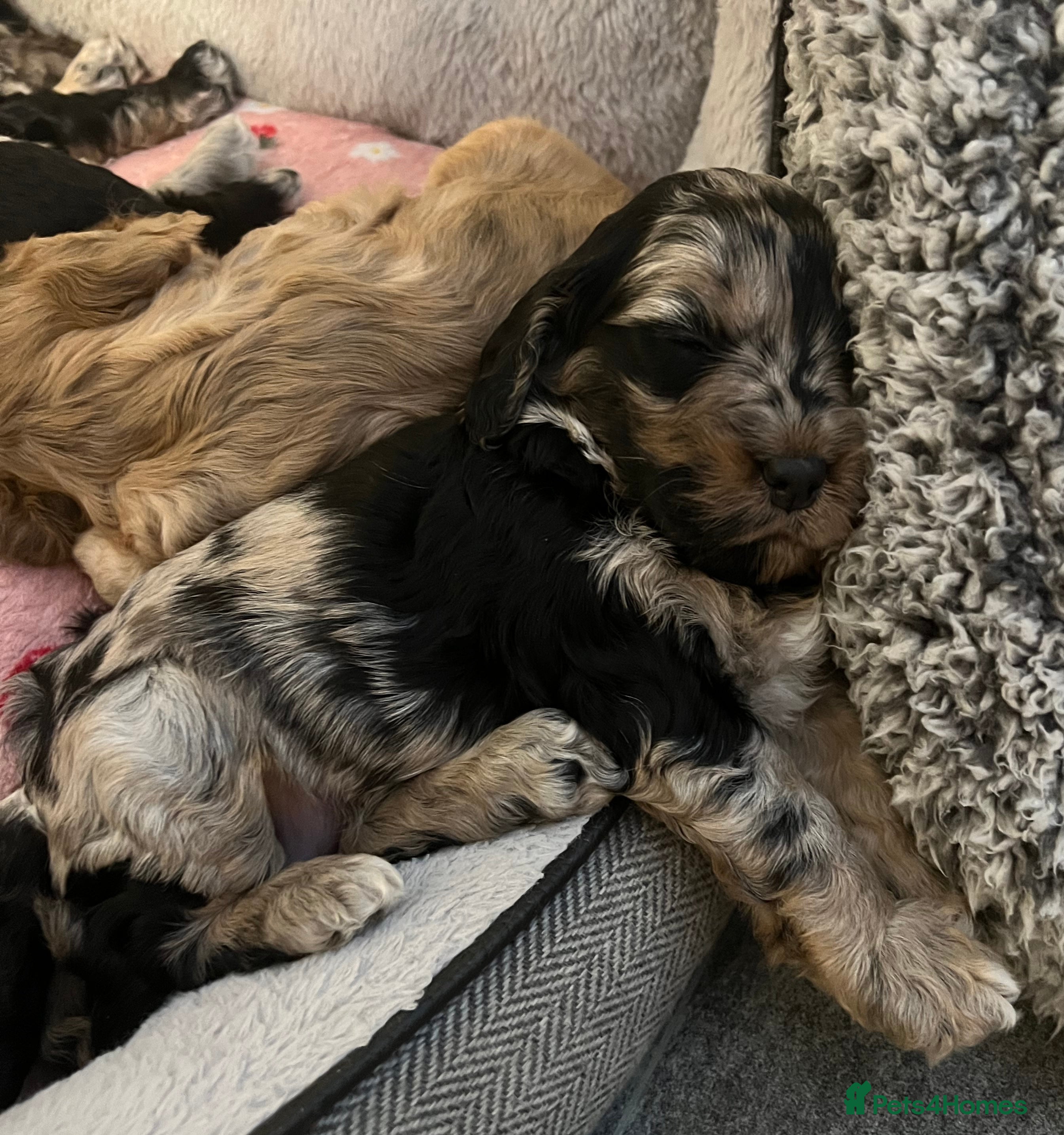 Cockapoo dogs F1 Cockapoo Puppies - Advert 1