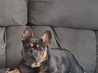 French Bulldog dogs Frenchie mia 11 months old nice compact size - Advert 2