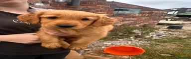 Golden Retriever 2