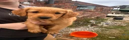 Golden Retriever dogs for sale: Golden Retriever KC puppies  - Advert 10
