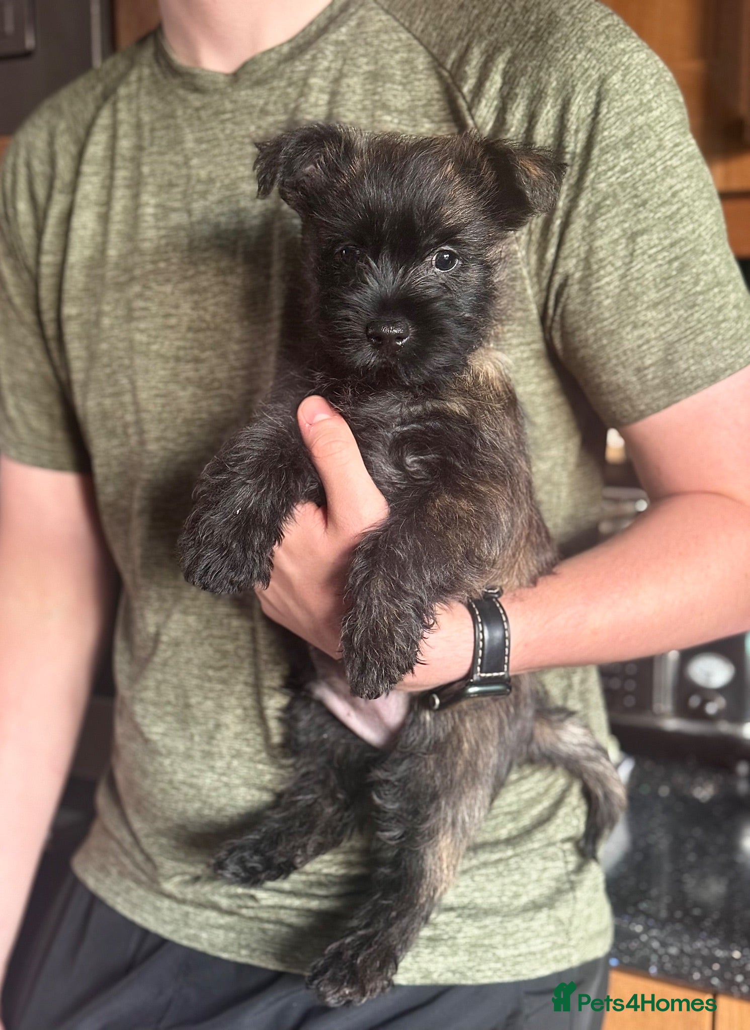 Cairn Terrier dogs Male reg pup off health tested parents avail now - Advert 1