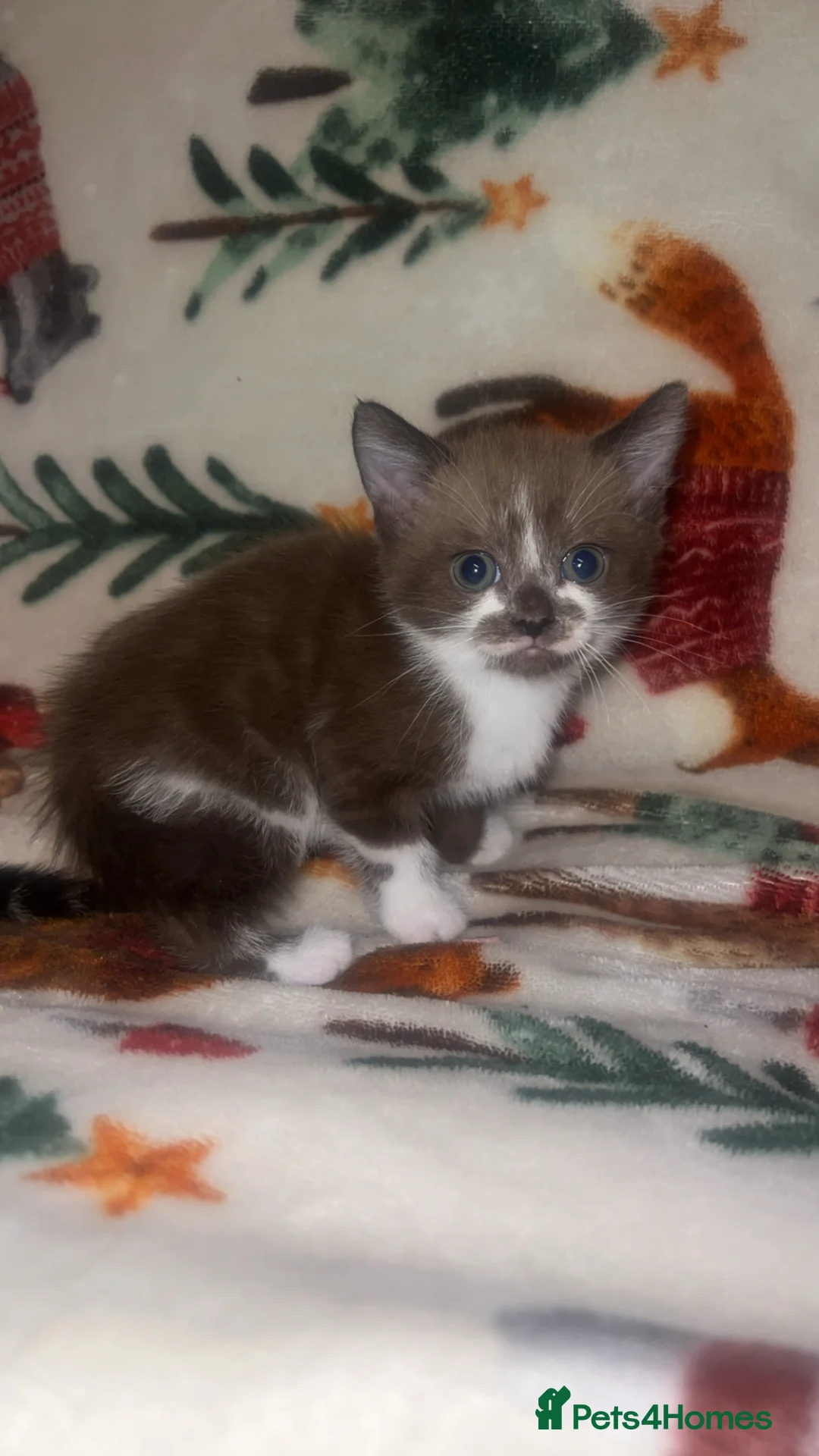 Mixed Breed cats for sale: 4 gorgeous kittens in Saxmundham - Advert 1