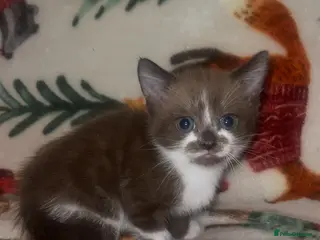 Mixed Breed cats 4 gorgeous kittens - Advert 5