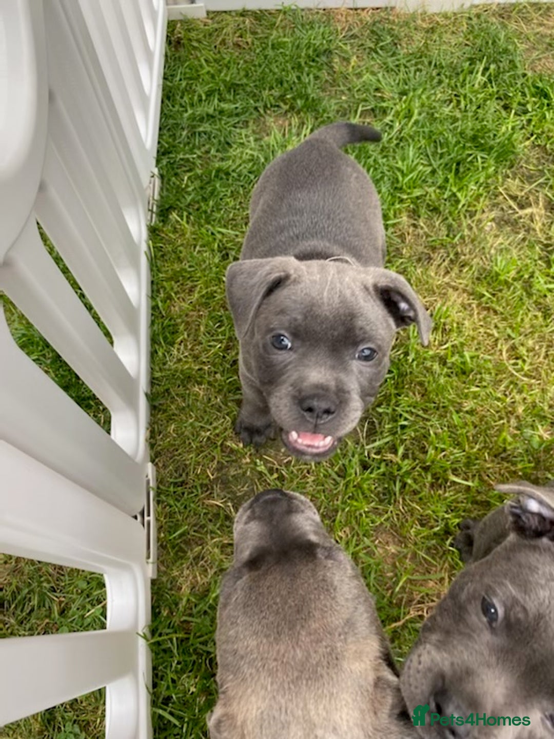 Staffordshire Bull Terrier dogs for sale: KC registered Blue Staffordshire bull terrier’s  in Colchester - Image 23