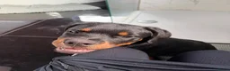 Rottweiler dogs for sale: Gorgeous Rottweiler puppy Nanci - Advert 4