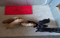 Cocker Spaniel dogs for sale: working cocker spaniels - Advert 10