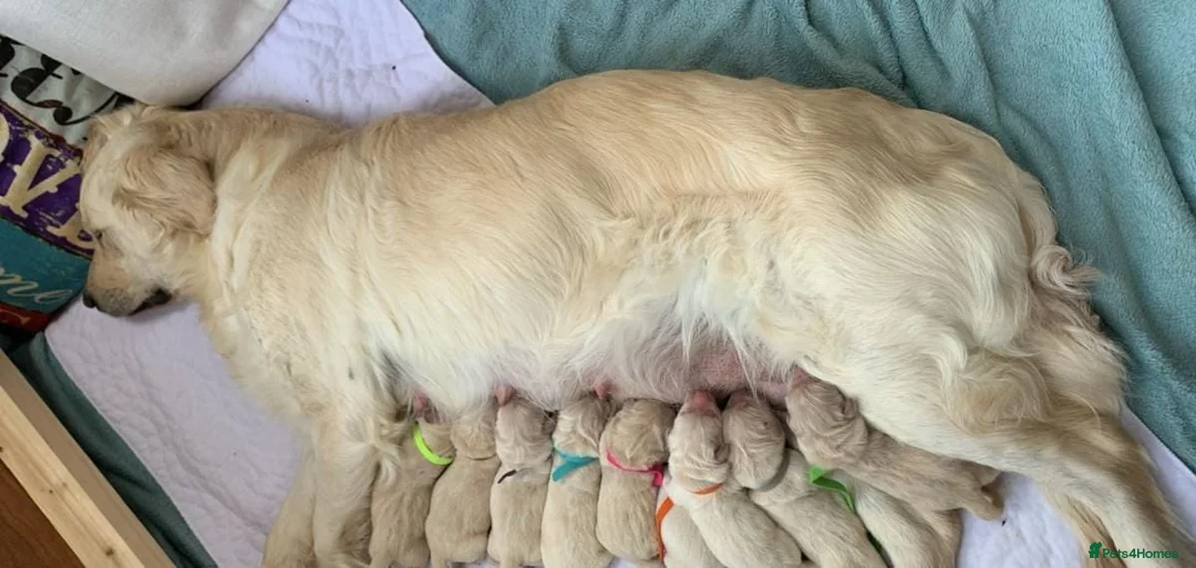 Golden Retriever dogs for sale: Adorable Golden Retriever puppies available.  - Advert 3