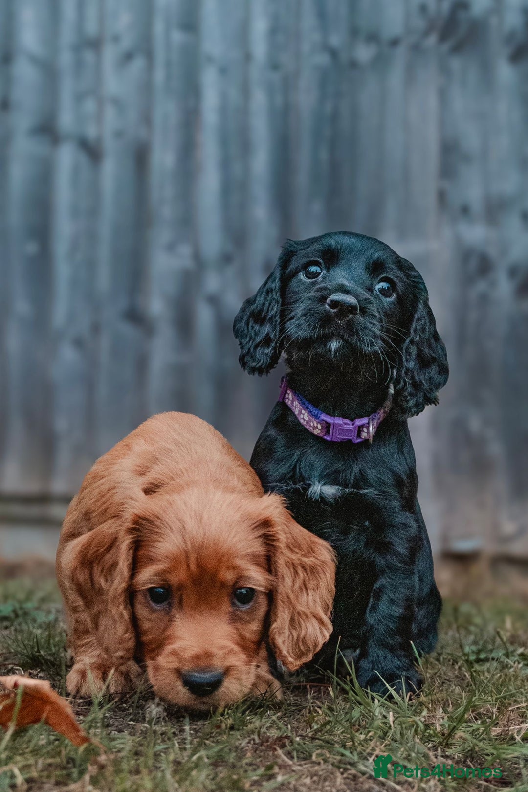Cocker Spaniel dogs for stud: Gunner, KC Registered, Fully Health Tested WCS in Bury Saint Edmunds - Image 5