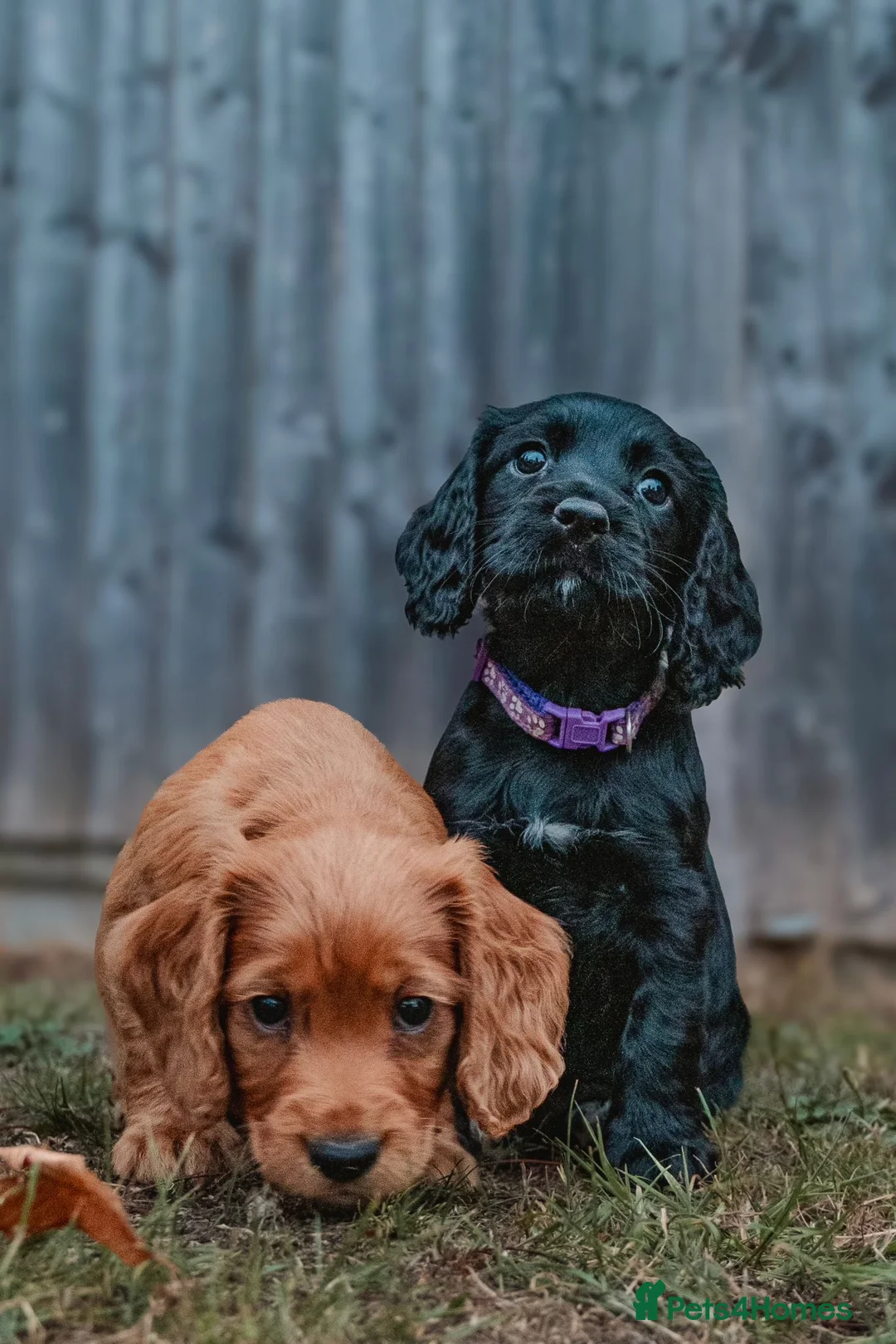 Cocker Spaniel dogs for stud: Gunner, KC Registered, Fully Health Tested WCS in Bury Saint Edmunds - Advert 5