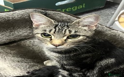 Mixed Breed cats for sale: 🐱 Gorgeous Kittens For Sale🐱 - Image 15