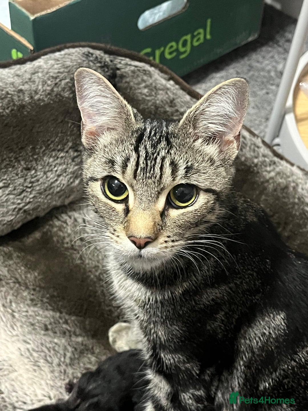 Mixed Breed cats for sale: 🐱 Gorgeous Kittens For Sale🐱 - Image 15