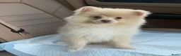 Pomeranian dogs for sale: Green Eyed Creme Pomeranian Puppy  in London - Advert 1