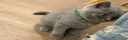 British Shorthair cats for sale: Pedigree British shorthair kittens  - Advert 33