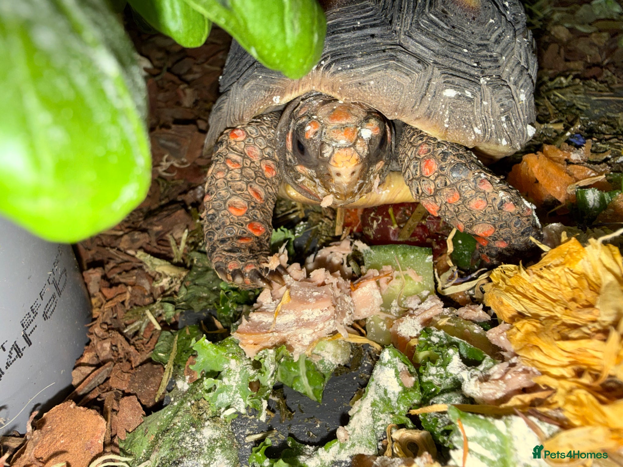 Tortoise reptiles for sale: Red foot tortoise  in Saint Leonards-on-sea - Advert 22