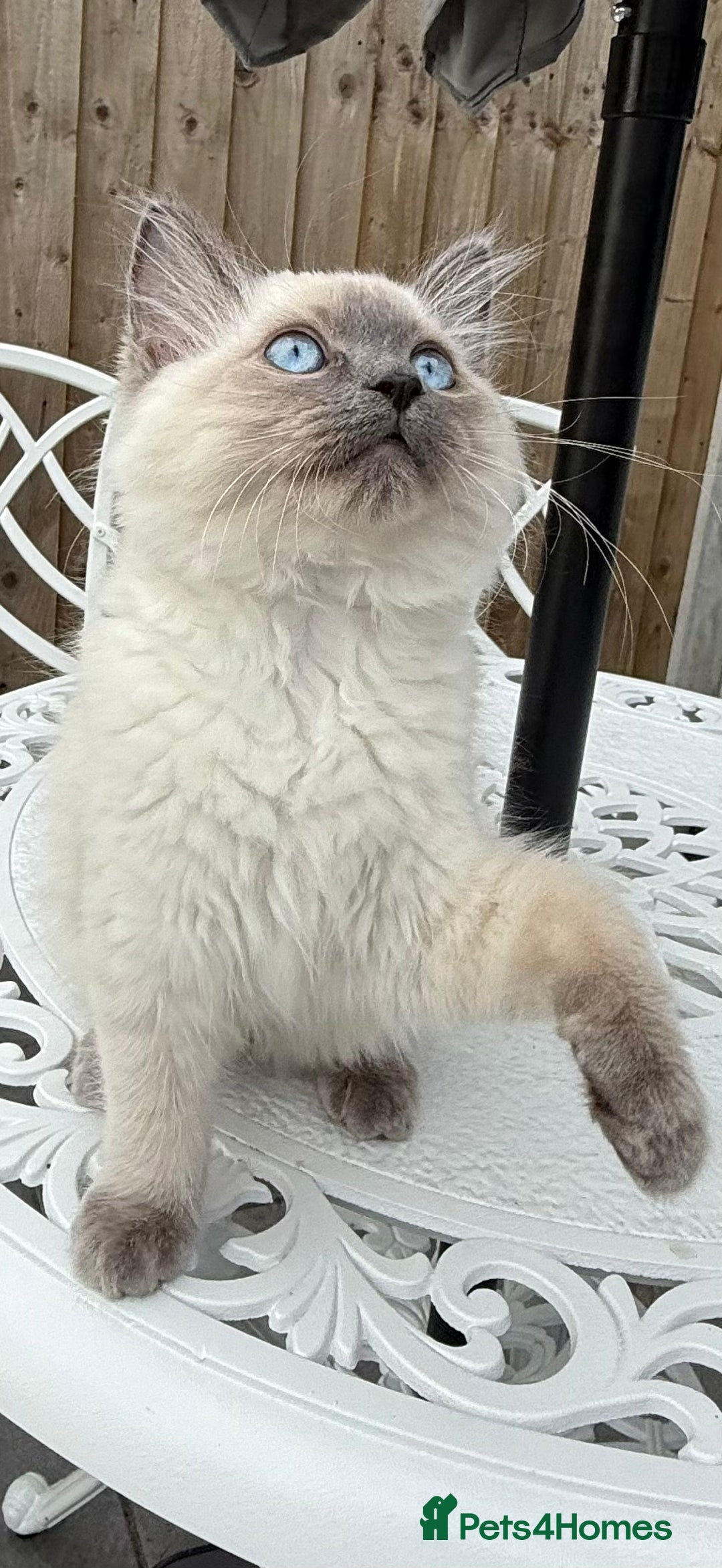 Ragdoll cats for sale: Beautiful Ragdoll male  - Advert 7