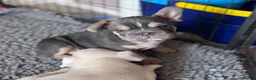 French Bulldog dogs for sale: Adorable fluffy frenchies - Advert 17
