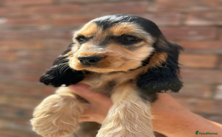 Cocker Spaniel dogs in Bradford - Advert 3