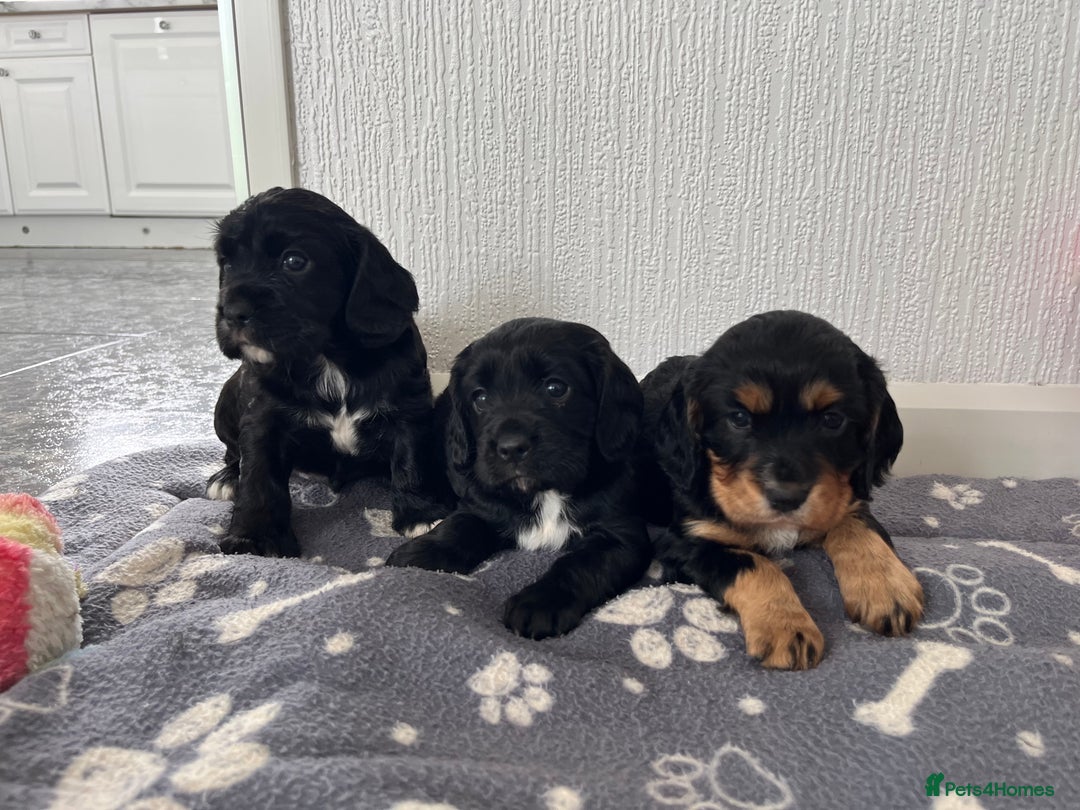 Cockalier dogs for sale: Cavalier x cocker spaniel puppies  - Image 4