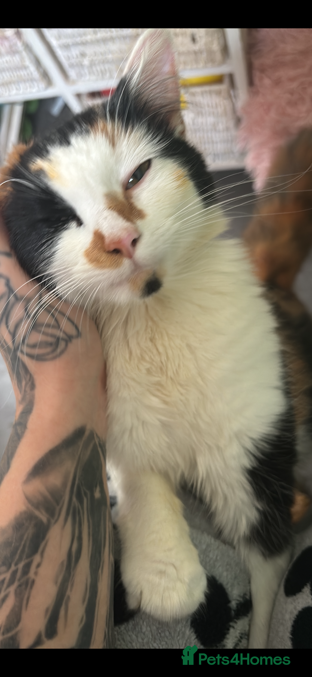 Mixed Breed cats for sale: Sad rehoming of Mango - Advert 1