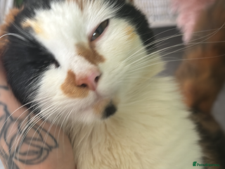 Mixed Breed cats Sad rehoming of Mango - Advert 2