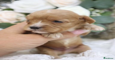 Cavapoo dogs - Advert 2