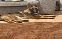 German Shepherd dogs for sale: German shepherd girl 16 week old  - Image 4