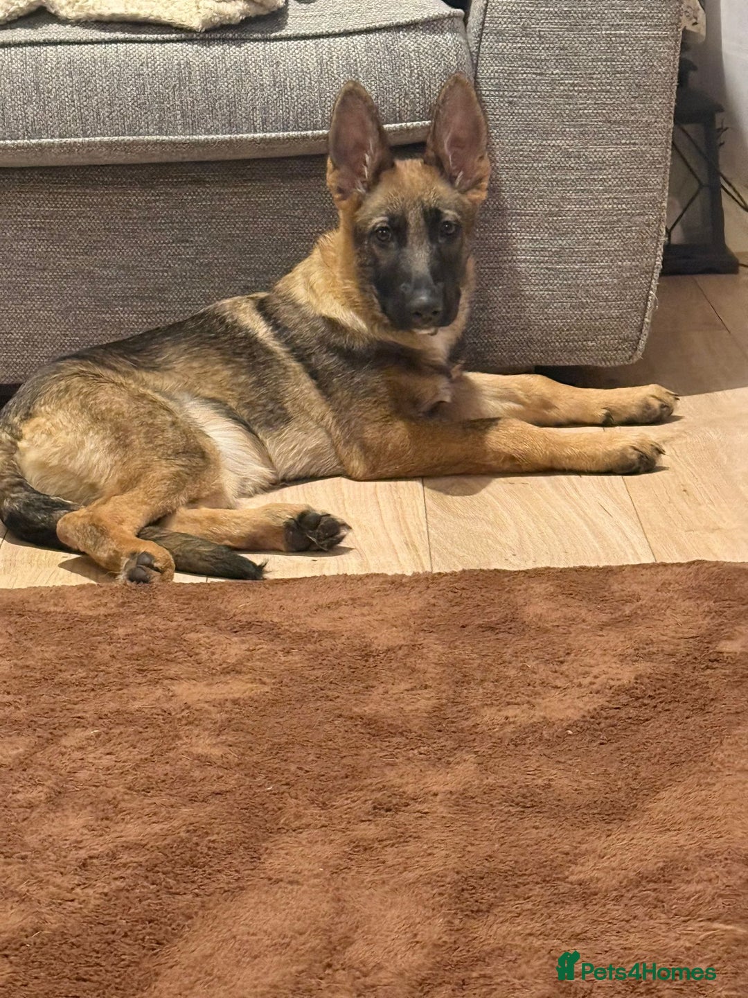 German Shepherd dogs for sale: German shepherd girl 16 week old  - Image 4