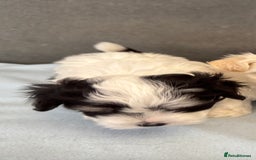 Morkie dogs for sale: Morkie puppies  - Image 7