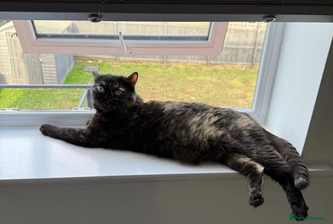 Mixed Breed cats for sale: Persian cross Birman Cat  in Doncaster - Advert 1