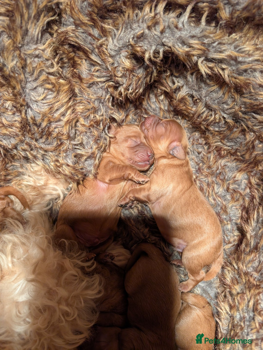 Cavapoo dogs for sale: Cavapoo Puppies  - Image 3