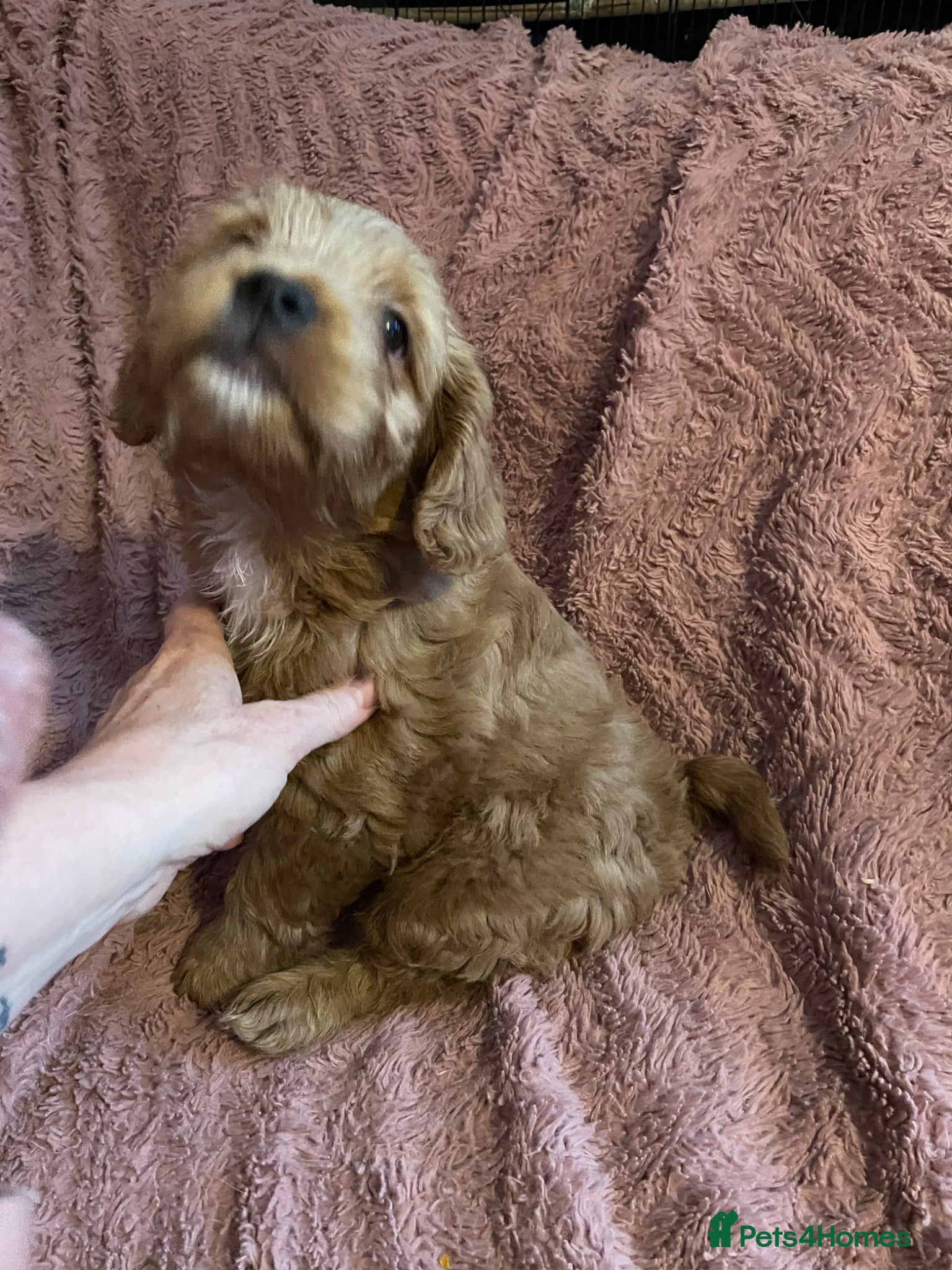 Mixed Breed dogs Stunning little cockerpoo lookalike boys  - Advert 4