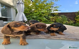 Dachshund dogs for sale: BEAUTIFUL STANDART DACHSHUNDS BABIES READY TO GO!  - Image 2