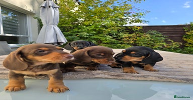 Dachshund dogs - Advert 9