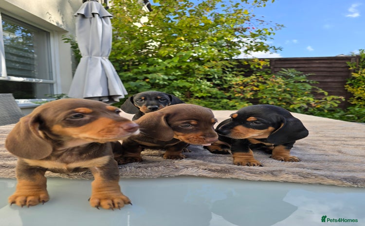 Dachshund dogs - Advert 12